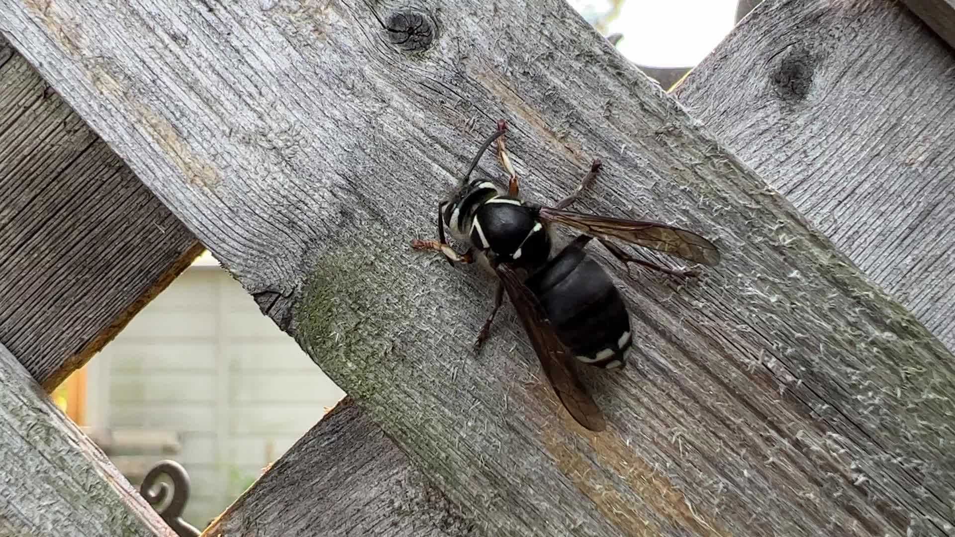 Summer Season in Toronto, Canada