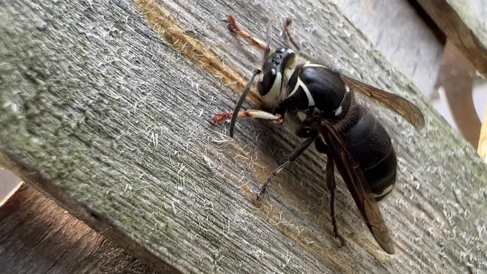 Summer Season in Toronto, Canada