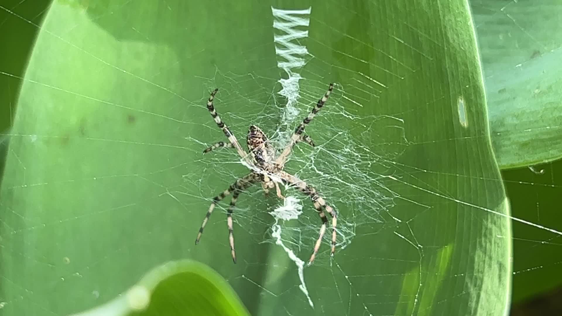 Summer Season in Toronto, Canada