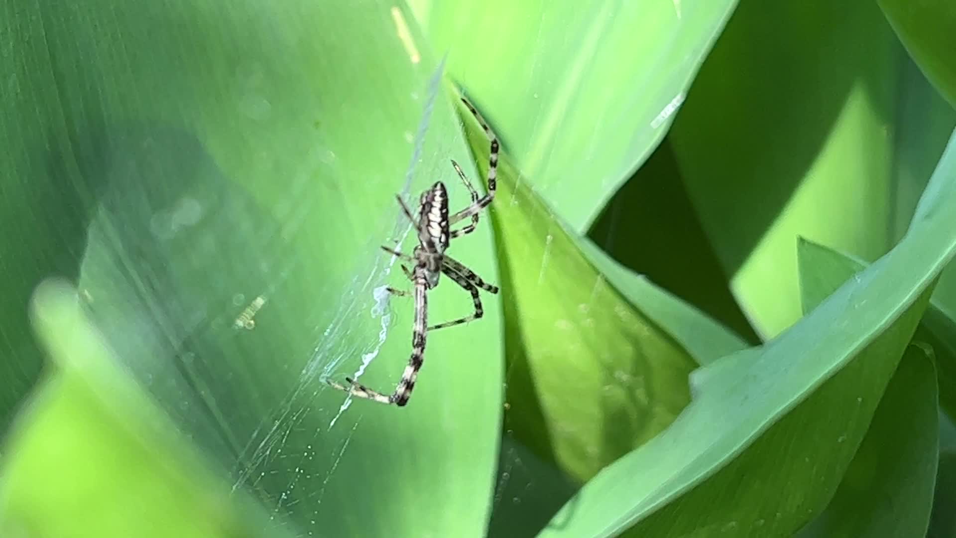 Summer Season in Toronto, Canada