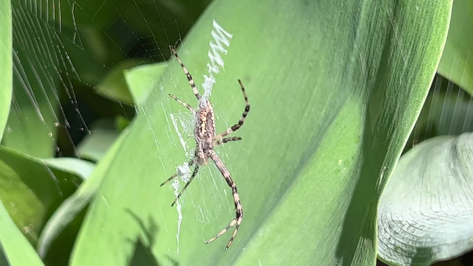 Summer Season in Toronto, Canada