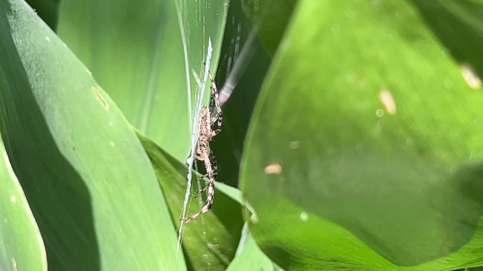 Summer Season in Toronto, Canada
