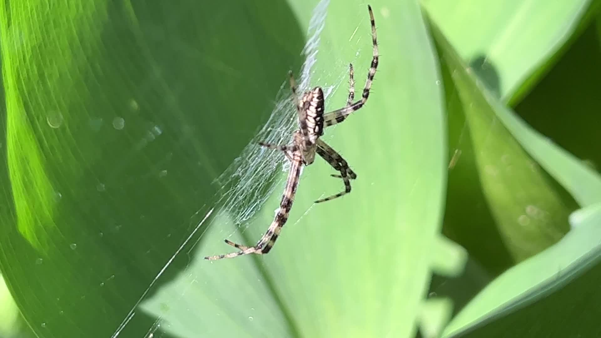 Summer Season in Toronto, Canada