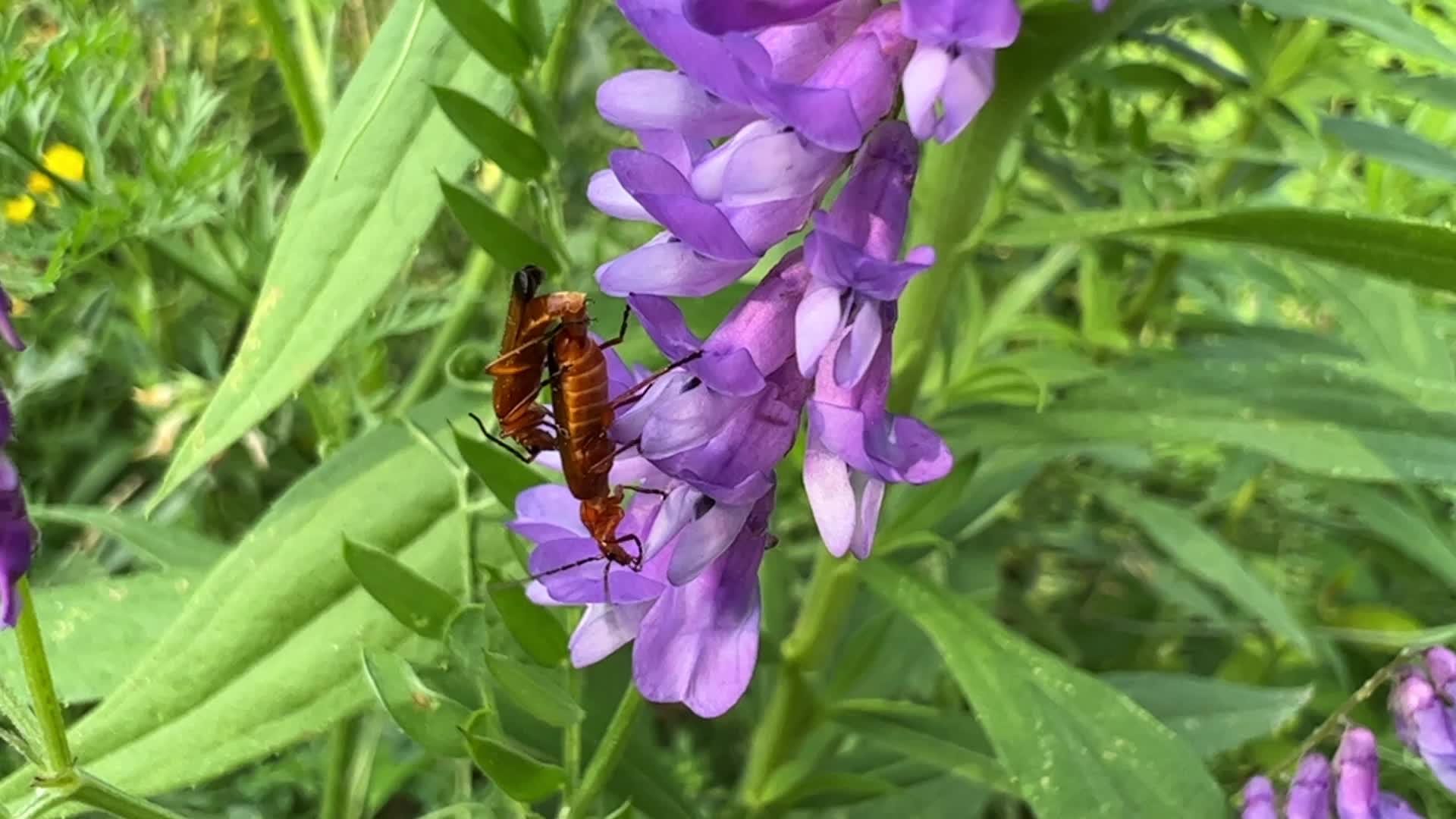 Summer Season in Toronto, Canada