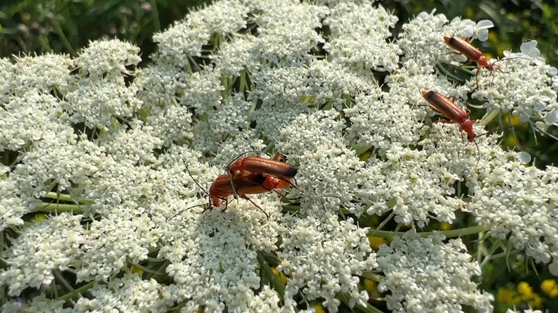 Summer Season in Toronto, Canada