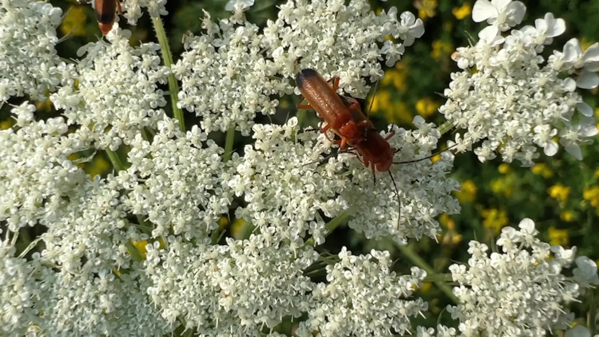 Summer Season in Toronto, Canada
