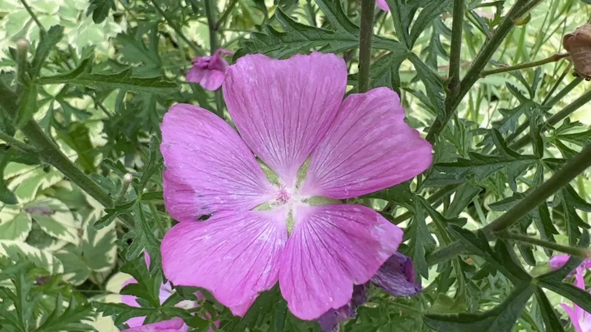 Summer Season in Toronto, Canada