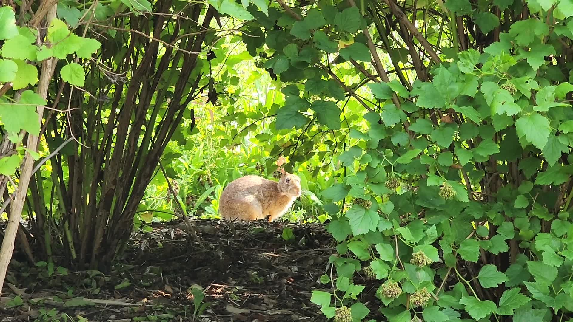 Summer Season in Toronto, Canada