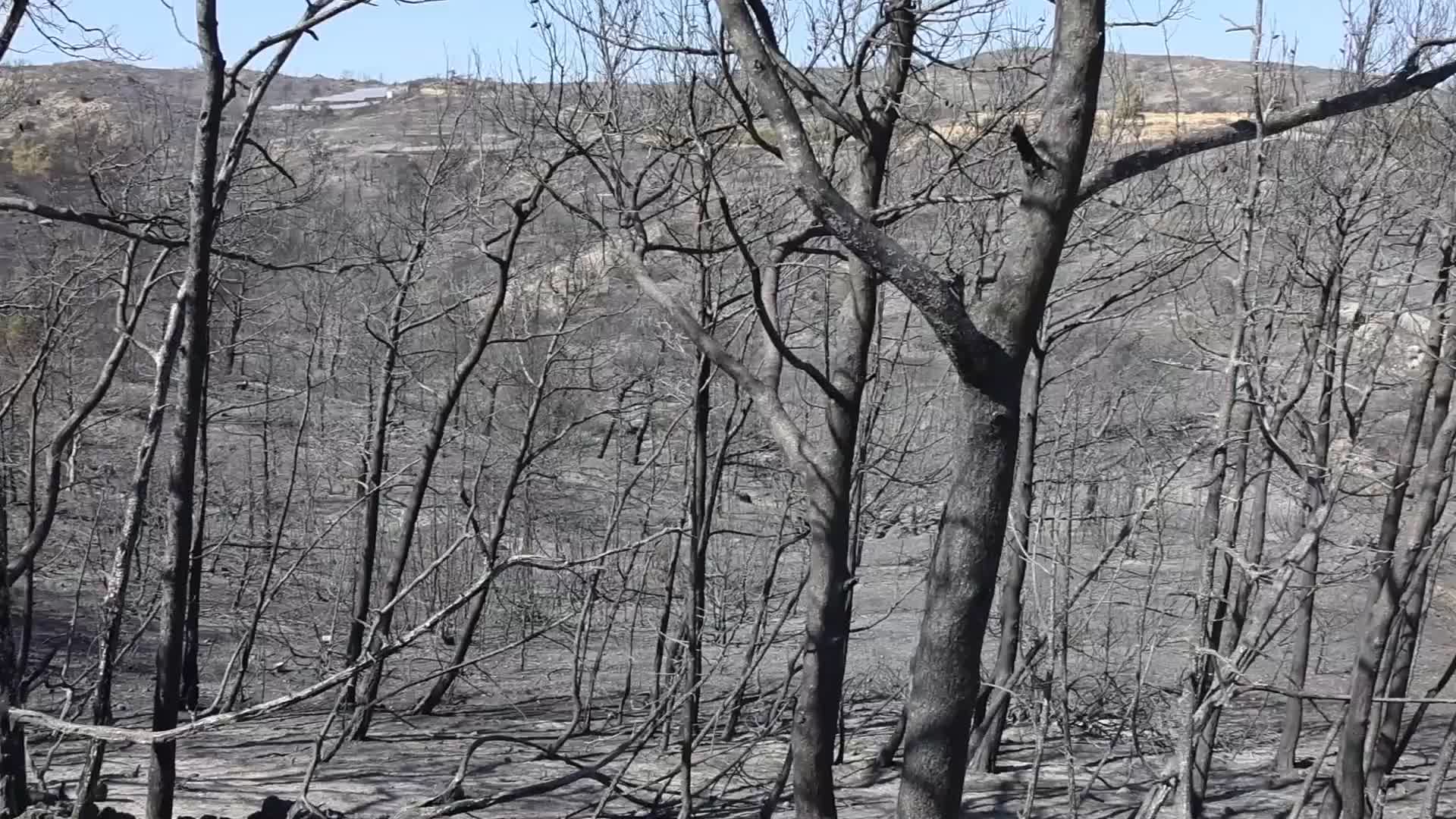 Wildfires Continue To Rage Across Greek Island of Rhodes