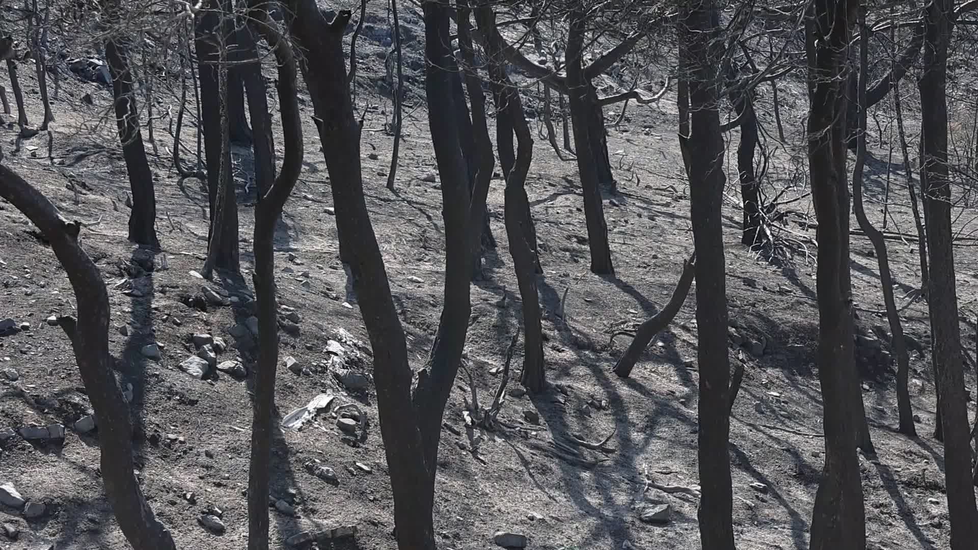 Wildfires Continue To Rage Across Greek Island of Rhodes