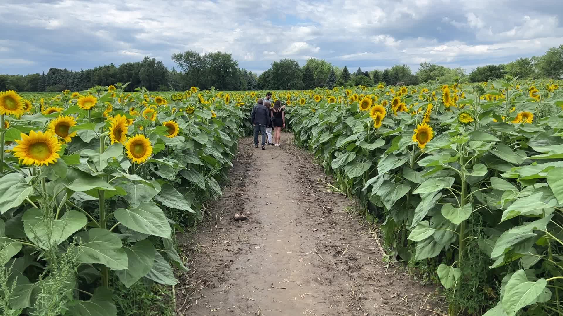 Sunflower field in Canada