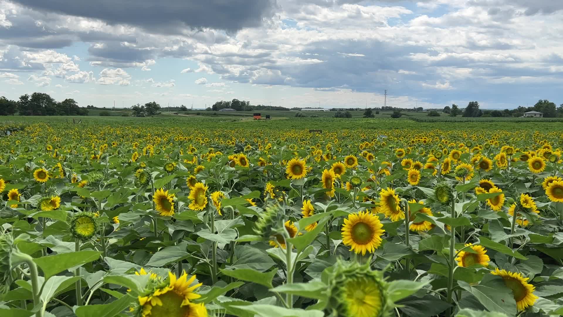 Sunflower field in Canada