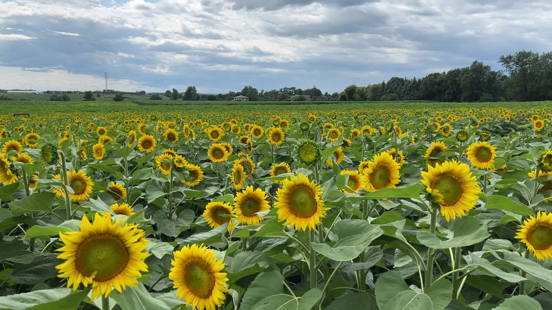 Sunflower field in Canada