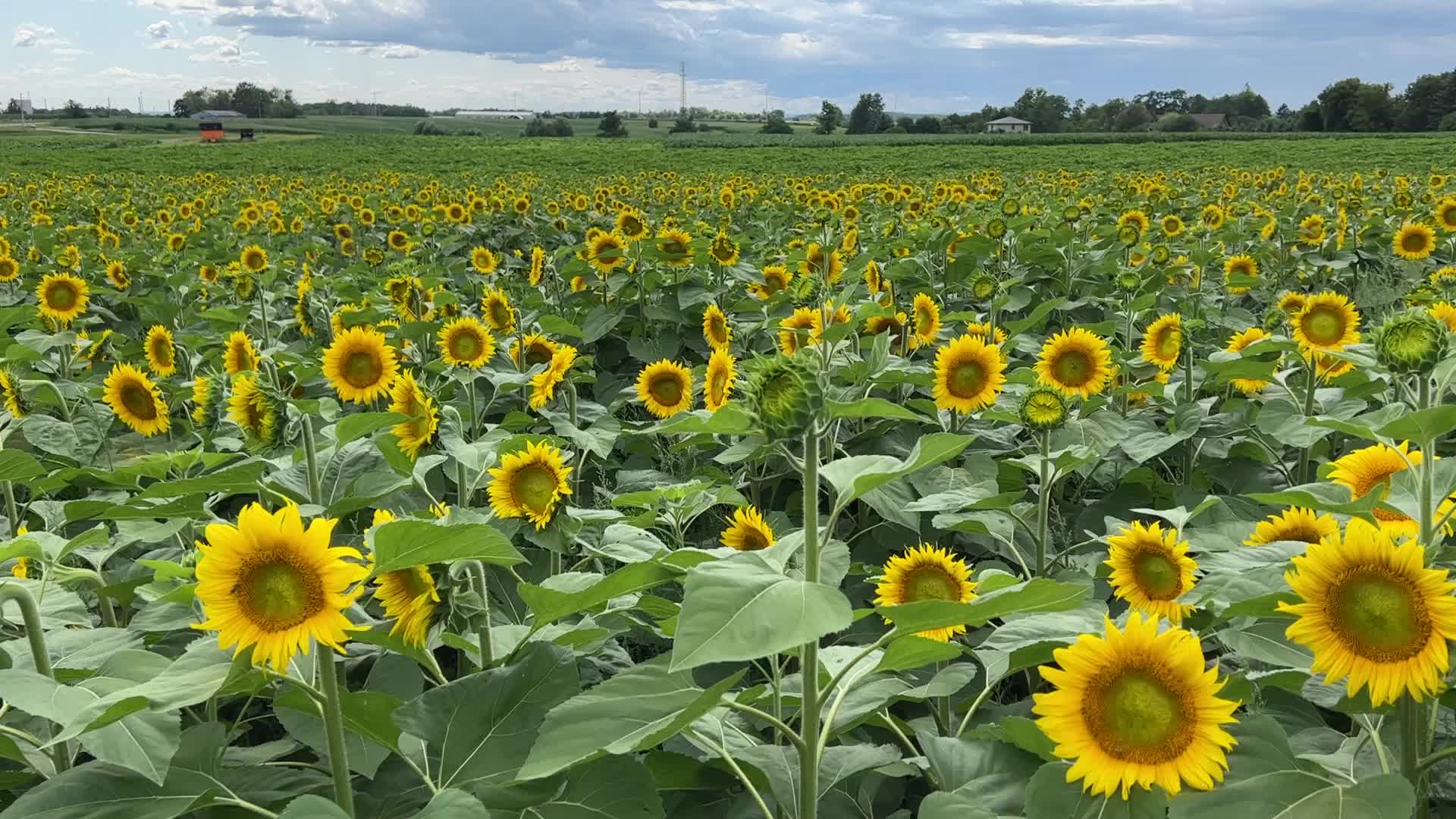 Sunflower field in Canada