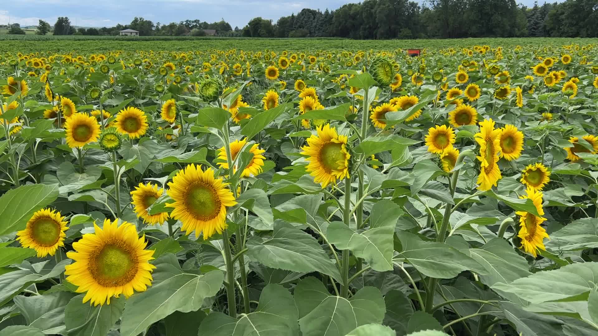 Sunflower field in Canada