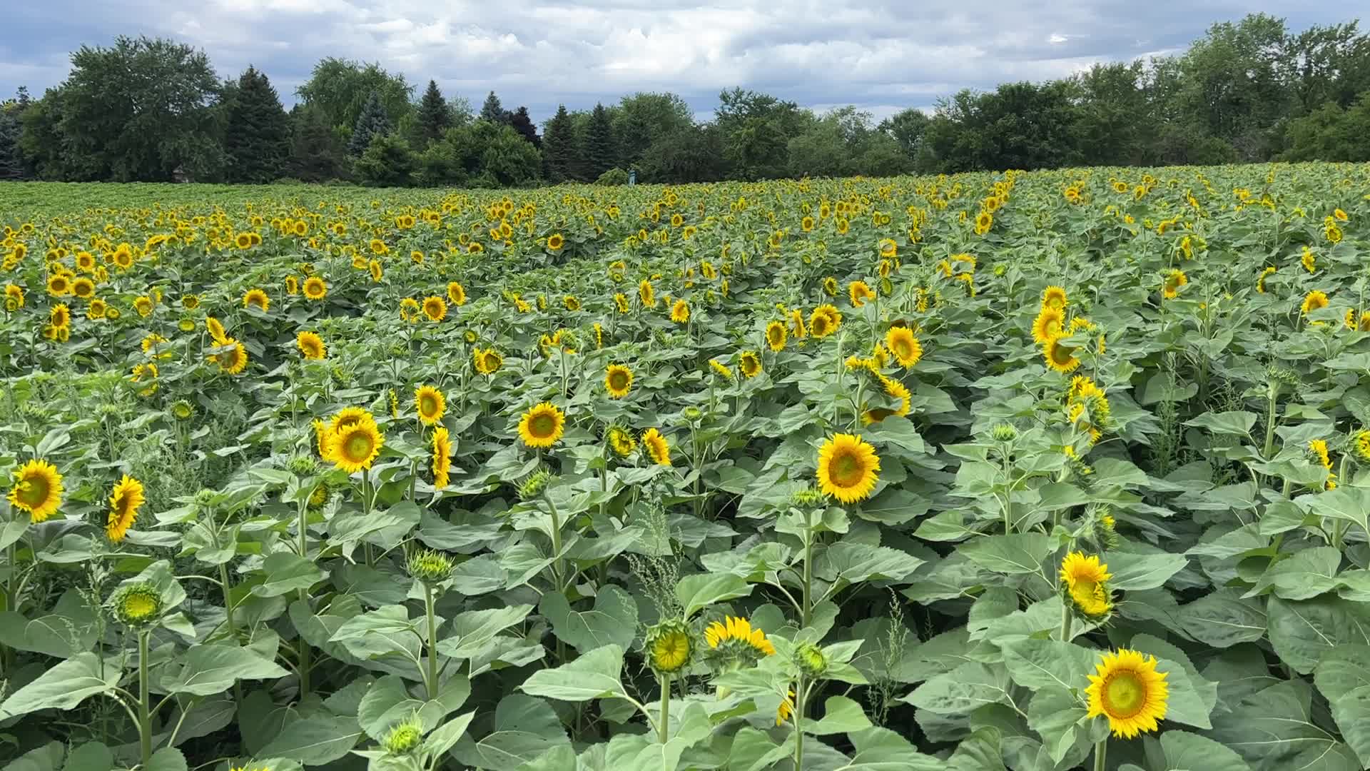 Sunflower field in Canada