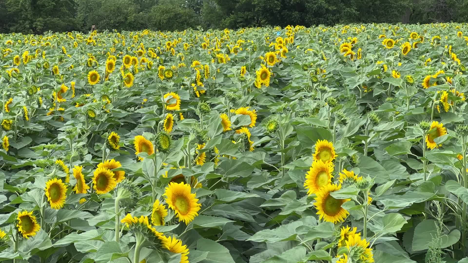 Sunflower field in Canada