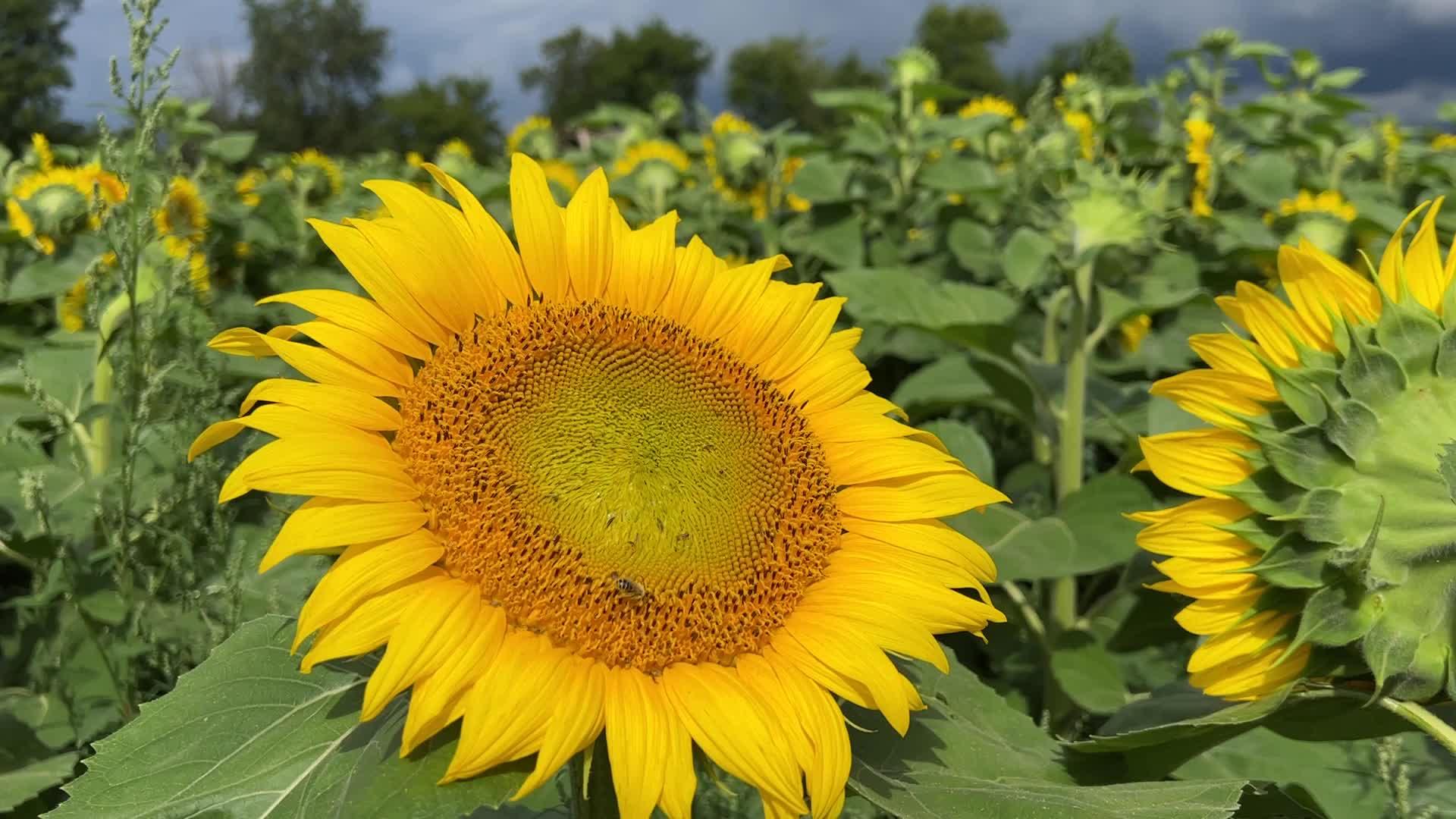 Sunflower field in Canada