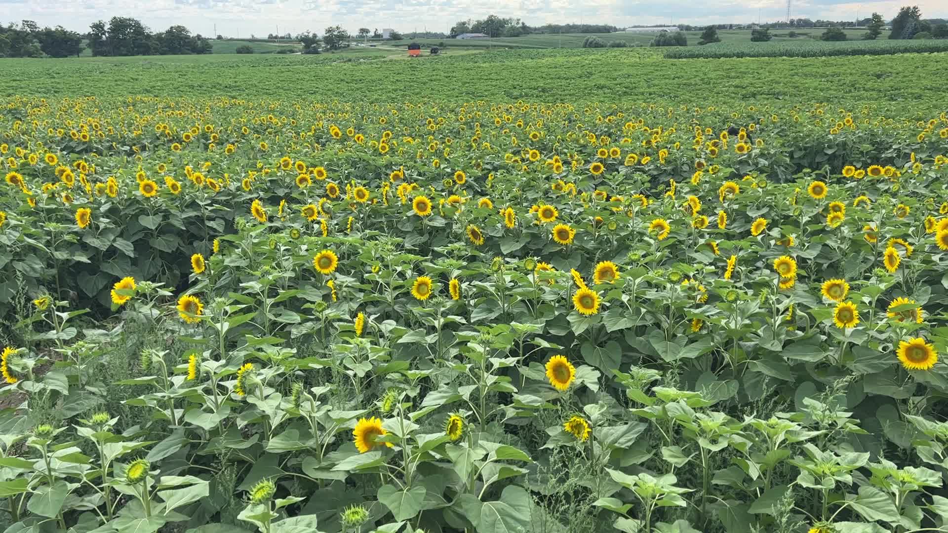 Sunflower field in Canada