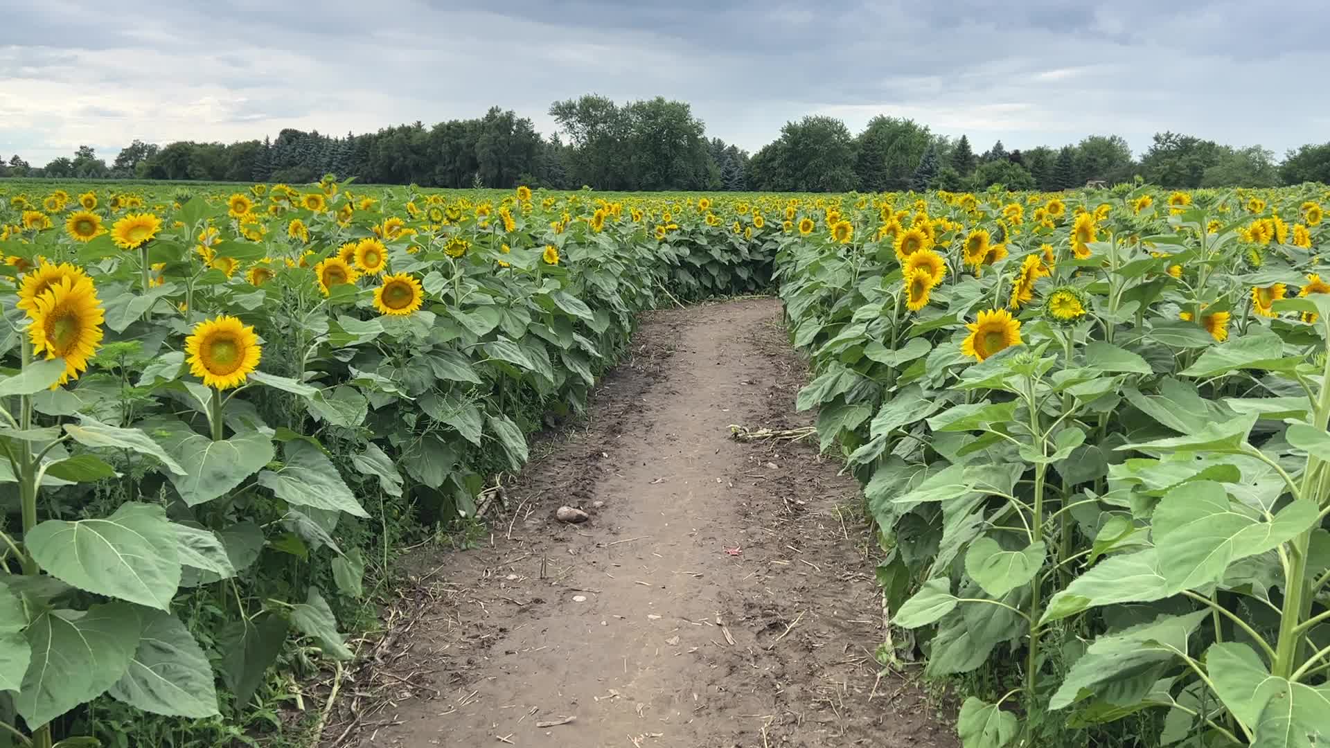 Sunflower field in Canada