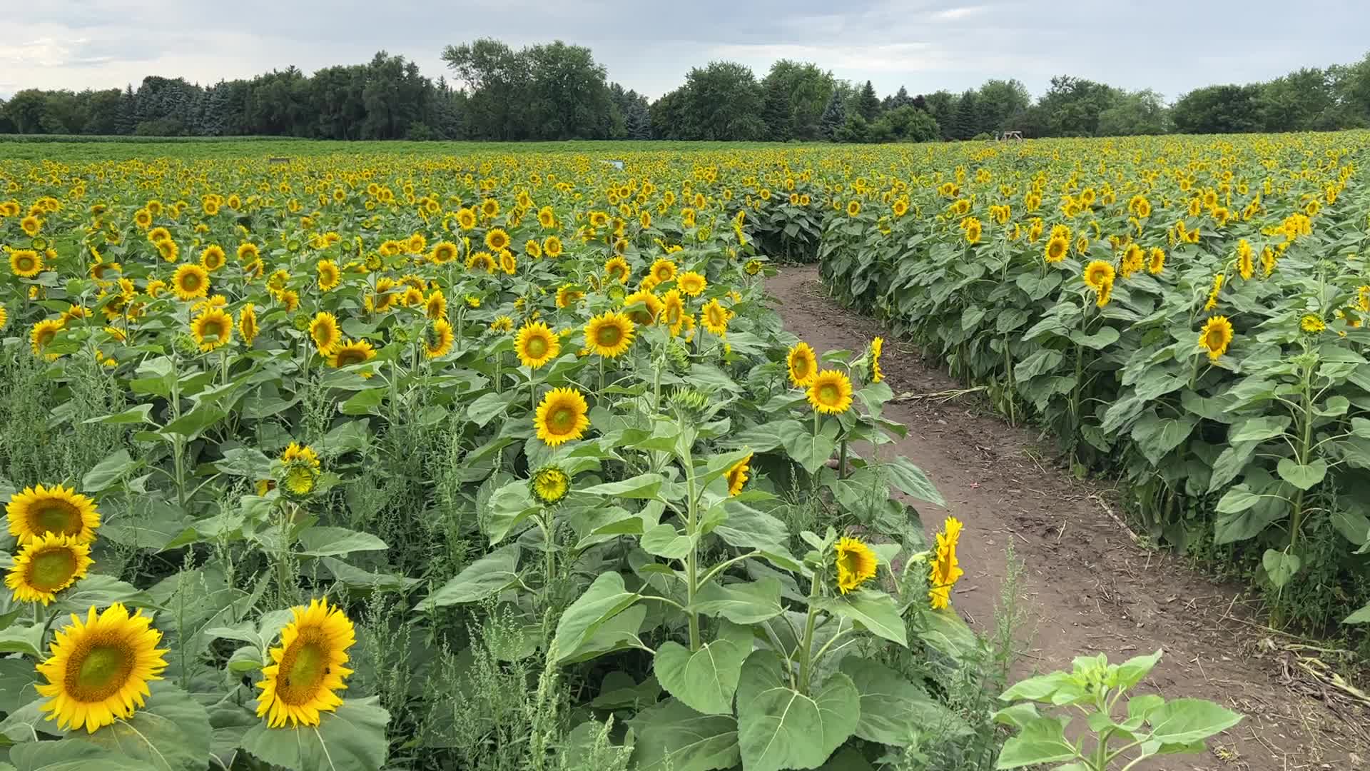Sunflower field in Canada