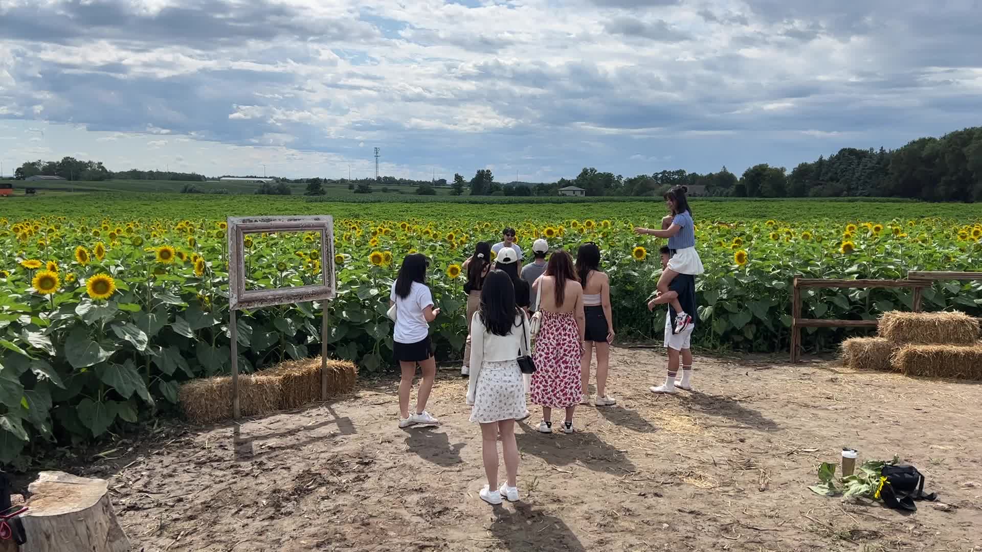 Sunflower field in Canada