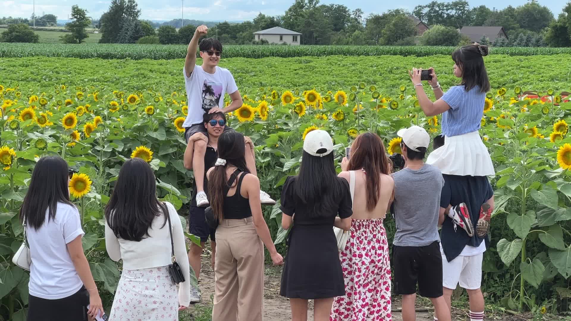 Sunflower field in Canada