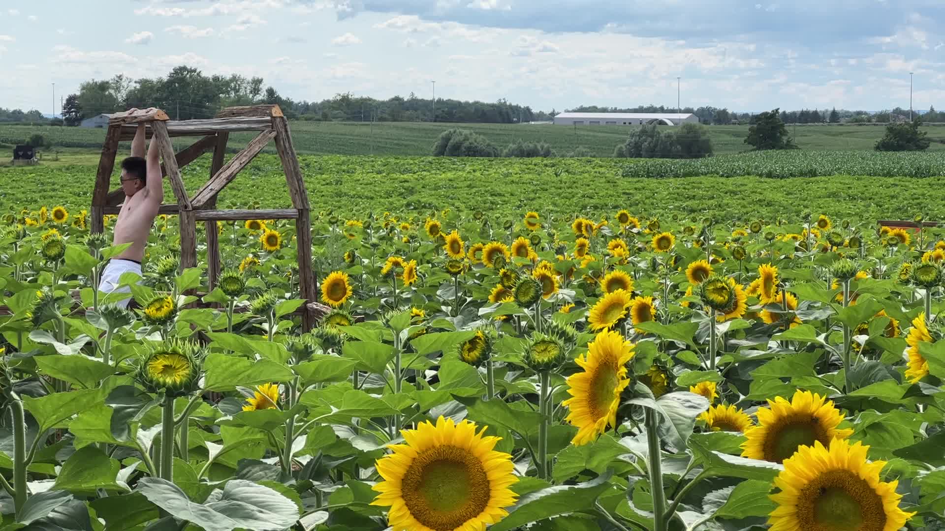 Sunflower field in Canada