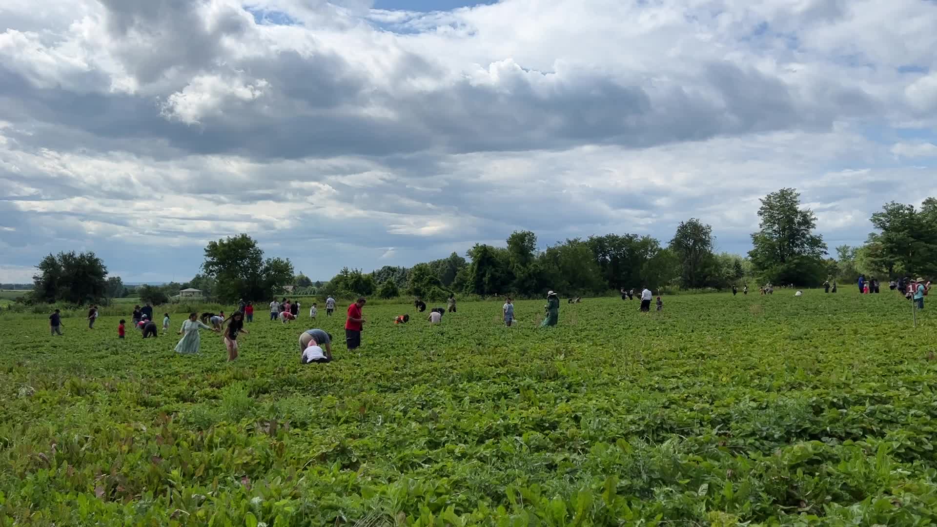 Strawberry picking in Canada