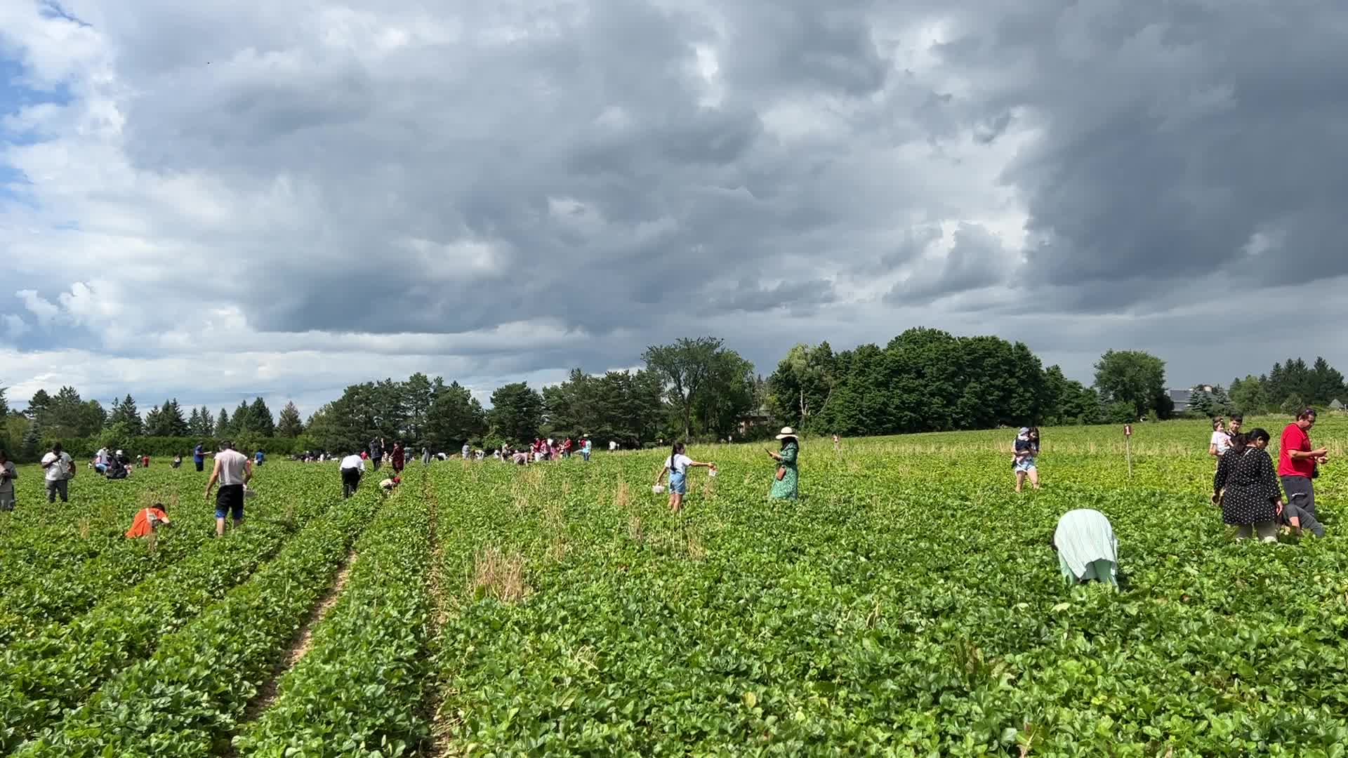Strawberry picking in Canada