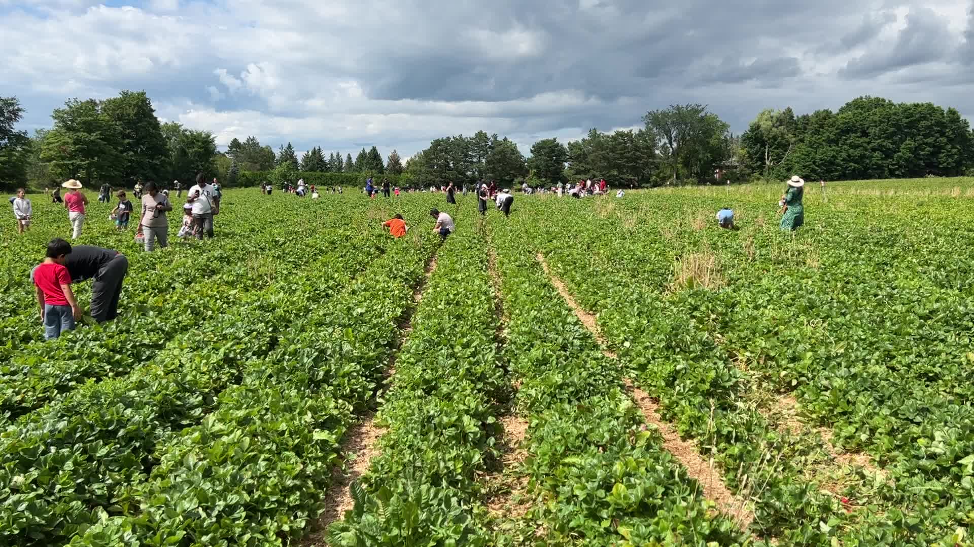 Strawberry picking in Canada