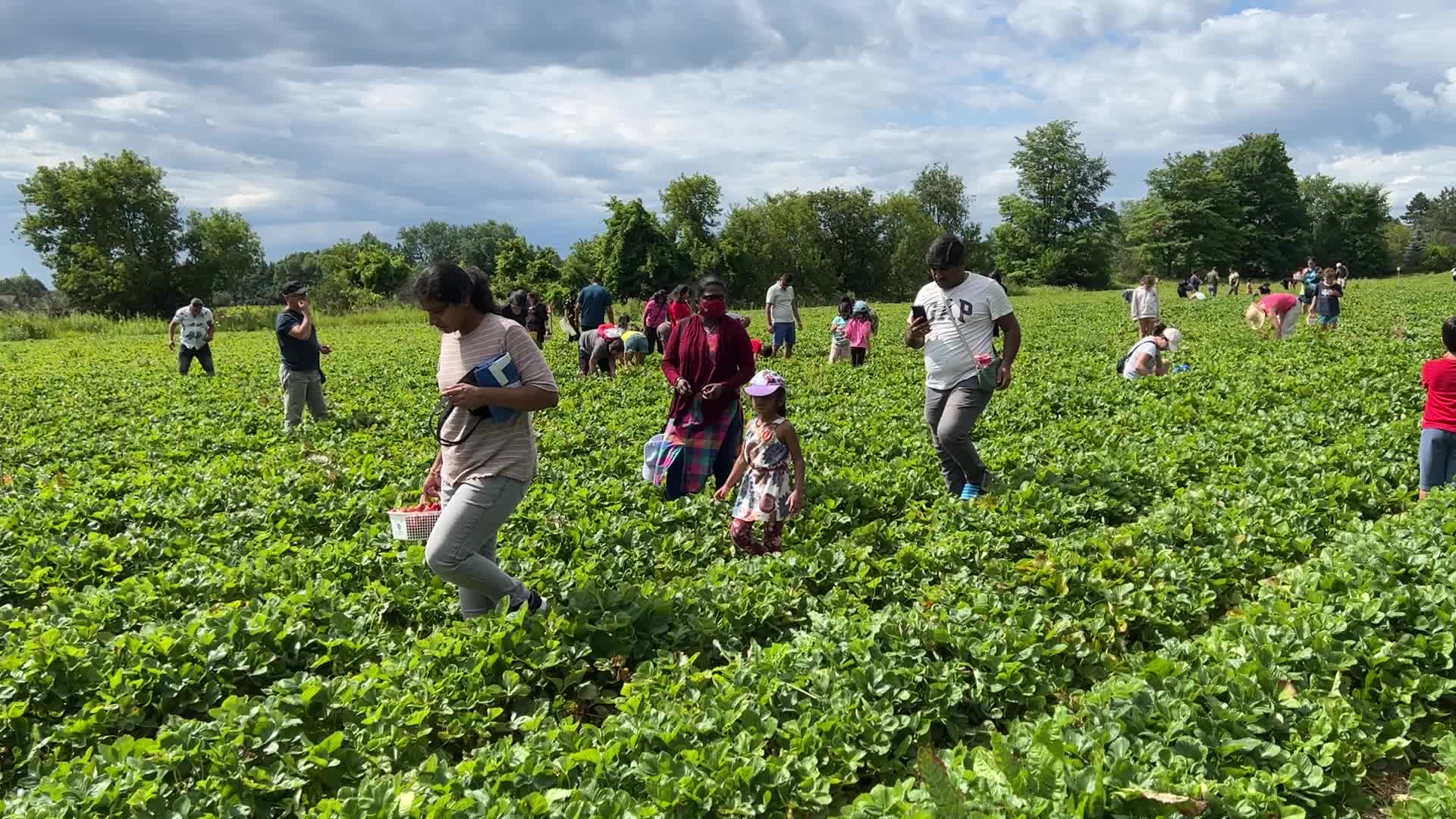 Strawberry picking in Canada