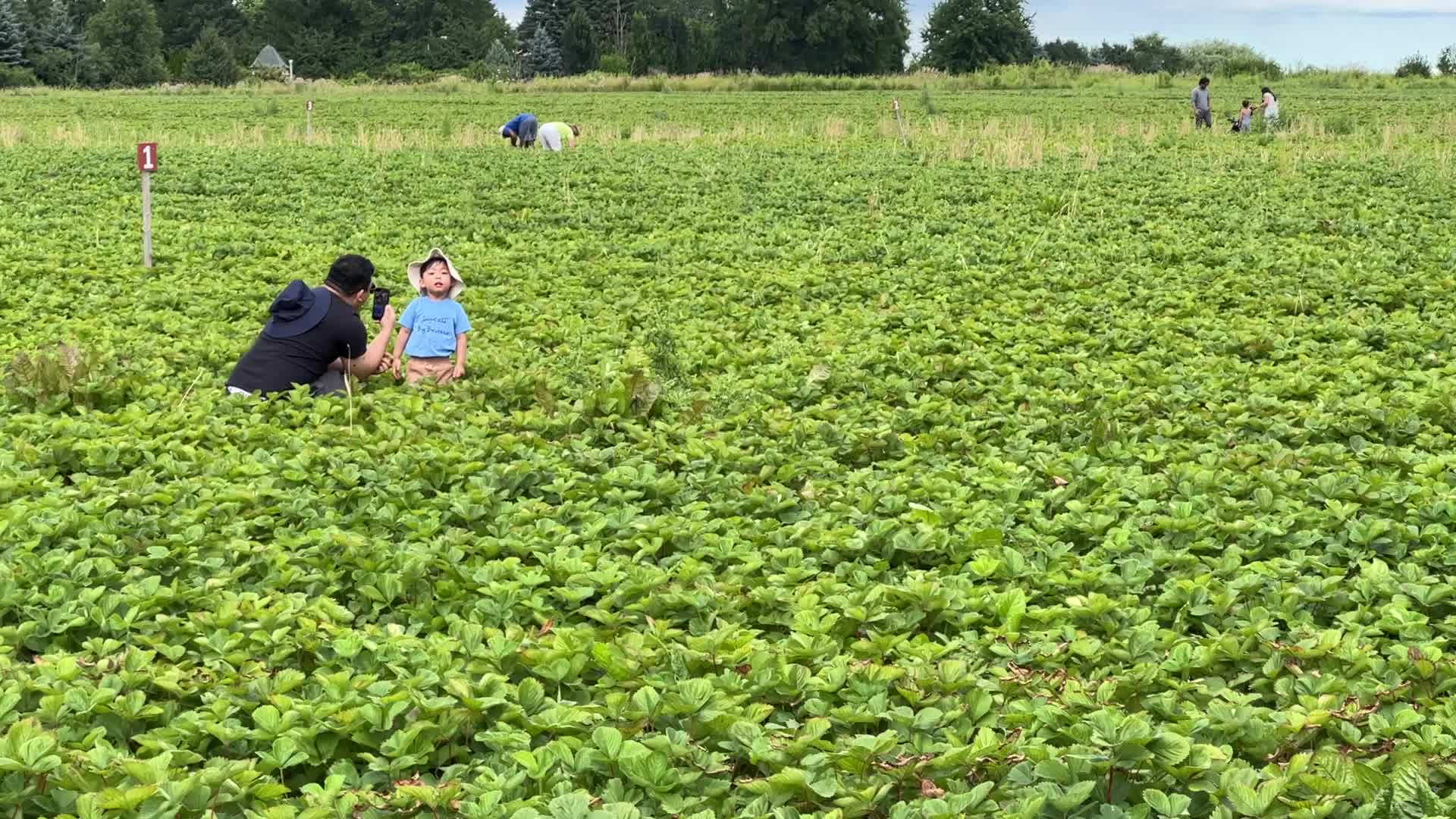Strawberry picking in Canada