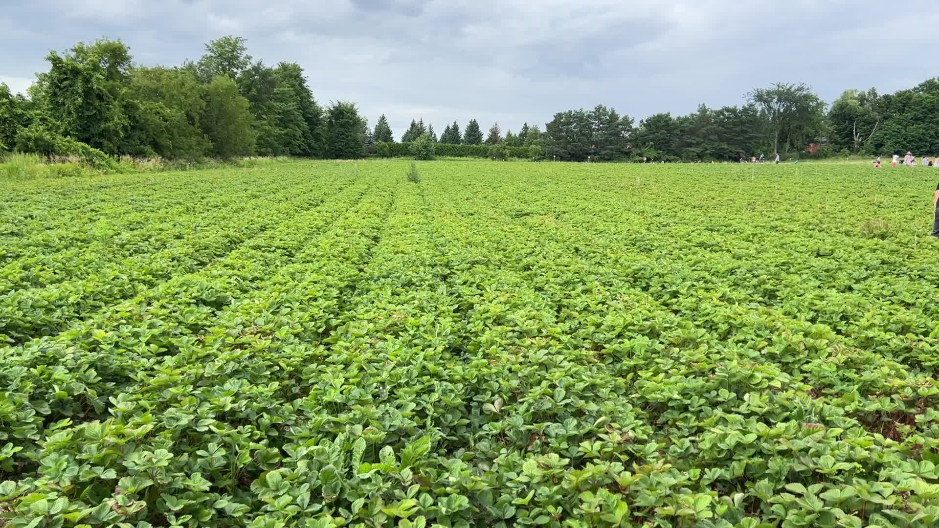 Strawberry picking in Canada