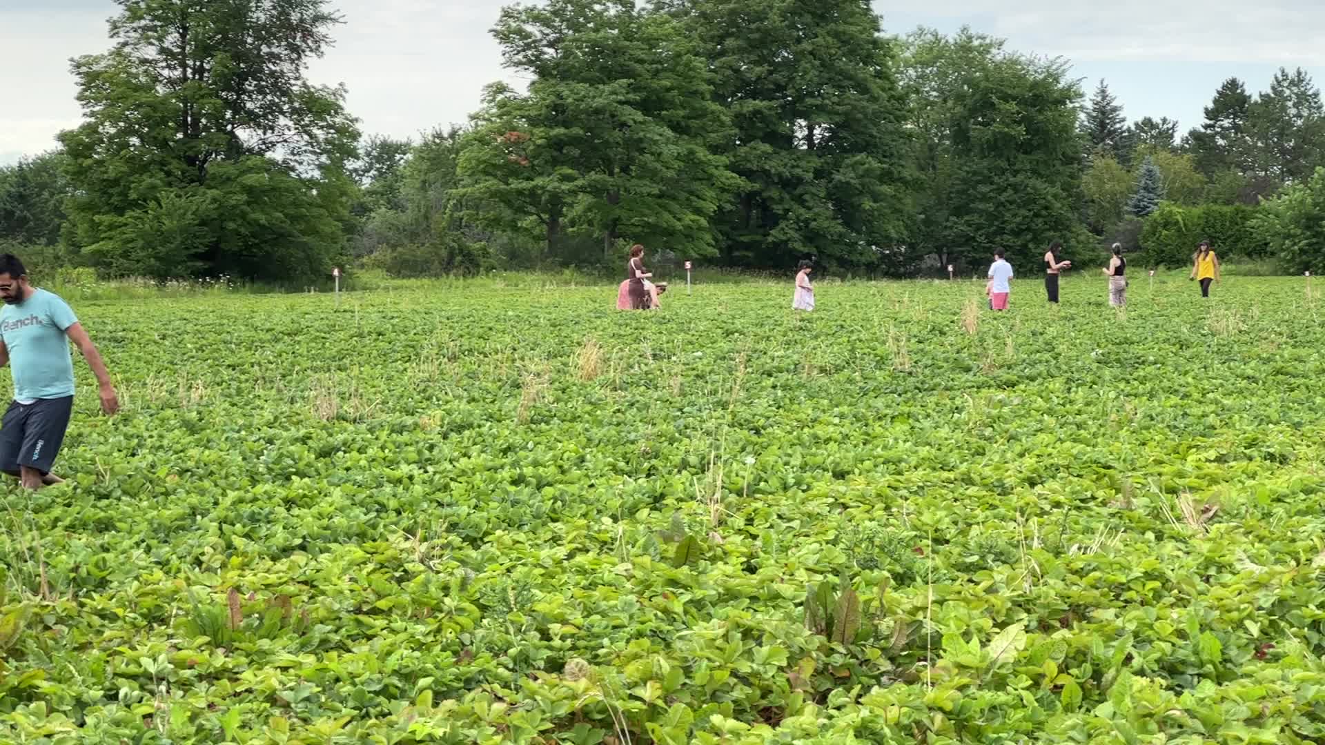 Strawberry picking in Canada