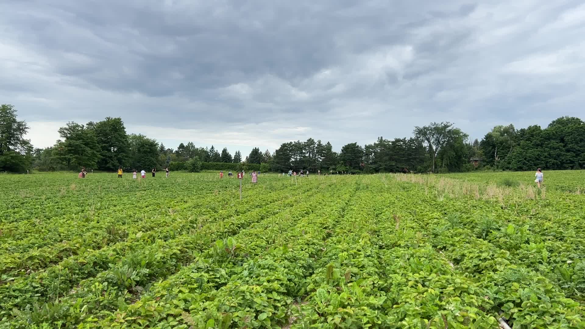 Strawberry picking in Canada