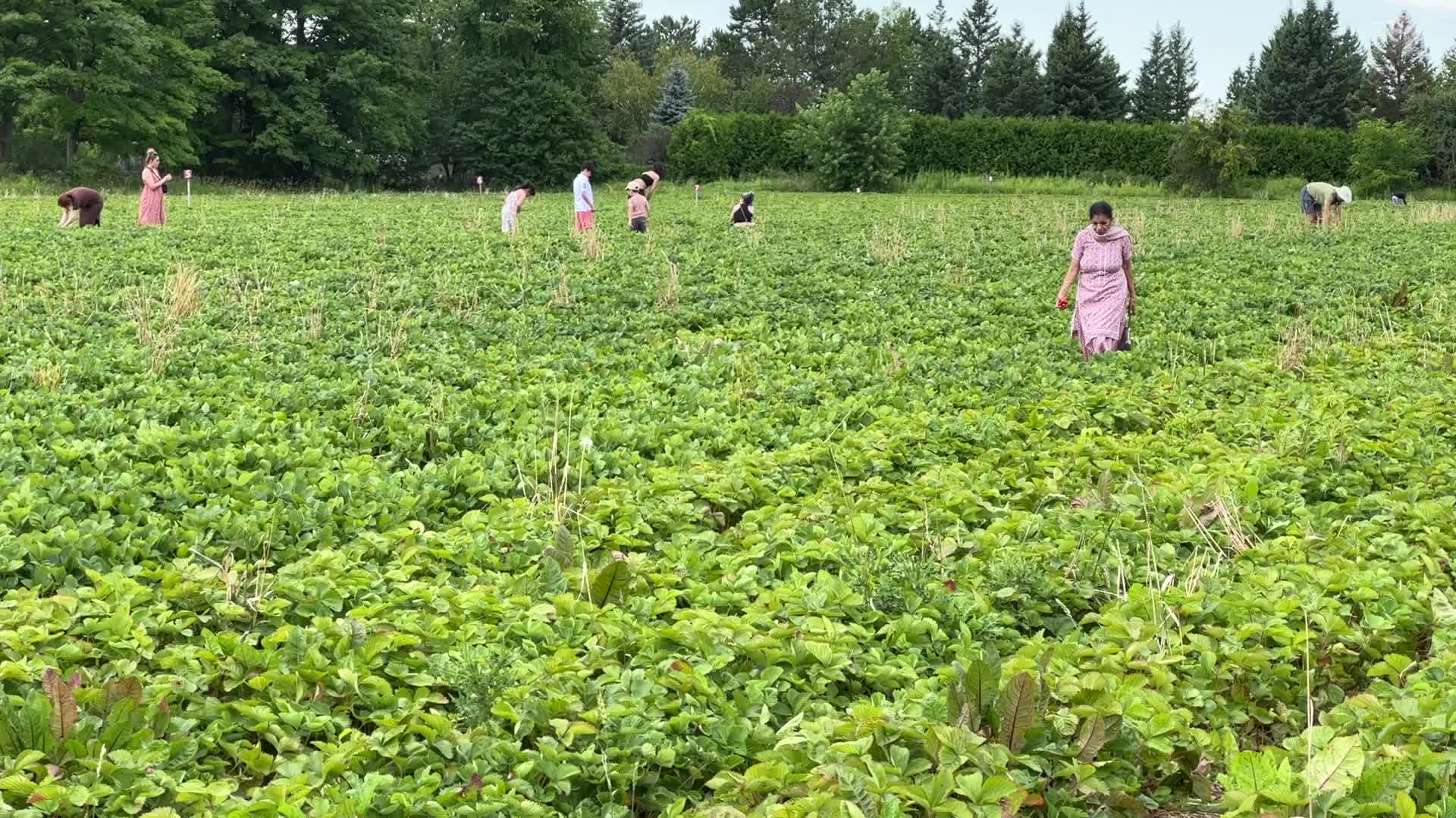 Strawberry picking in Canada