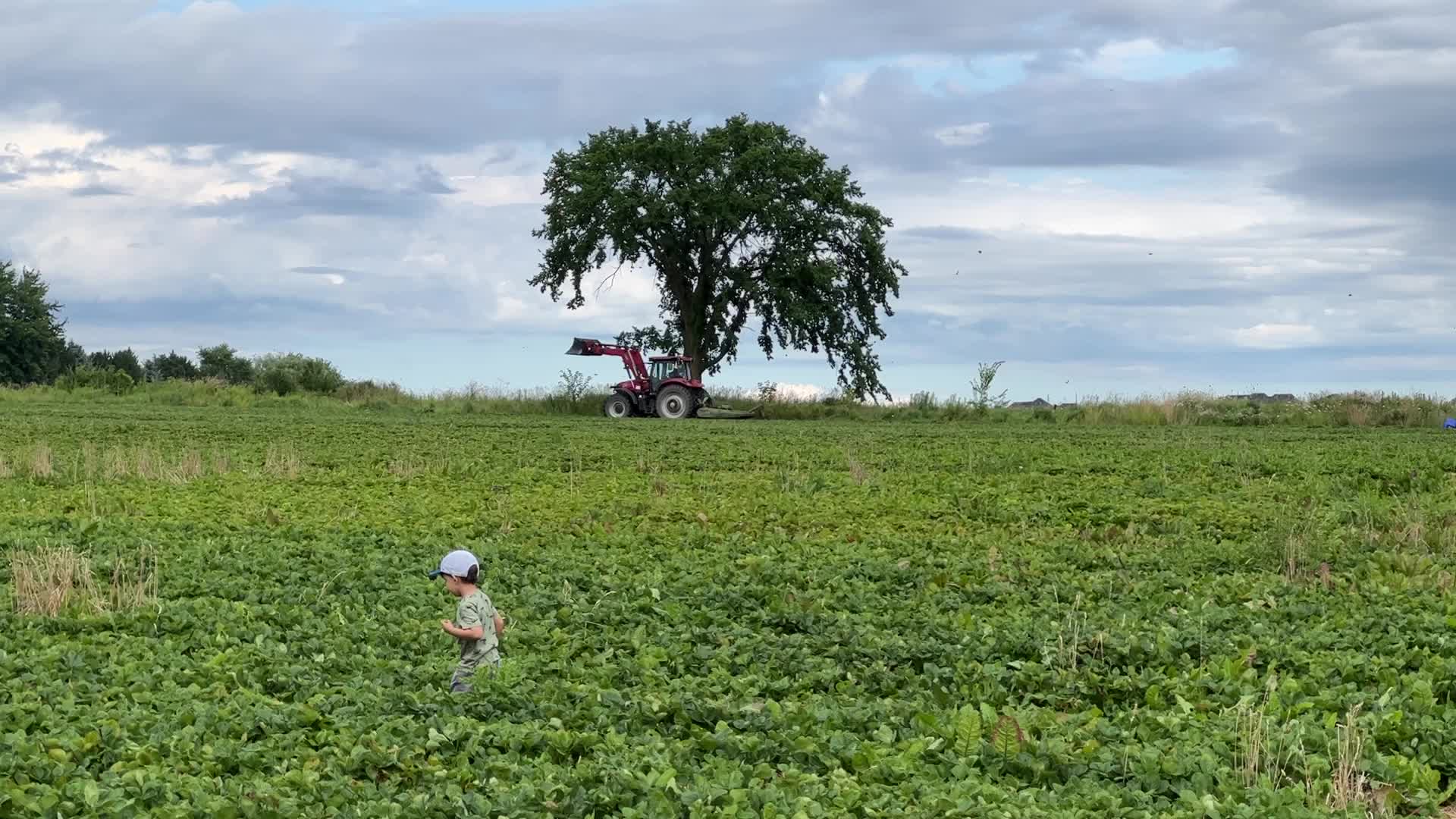 Strawberry picking in Canada