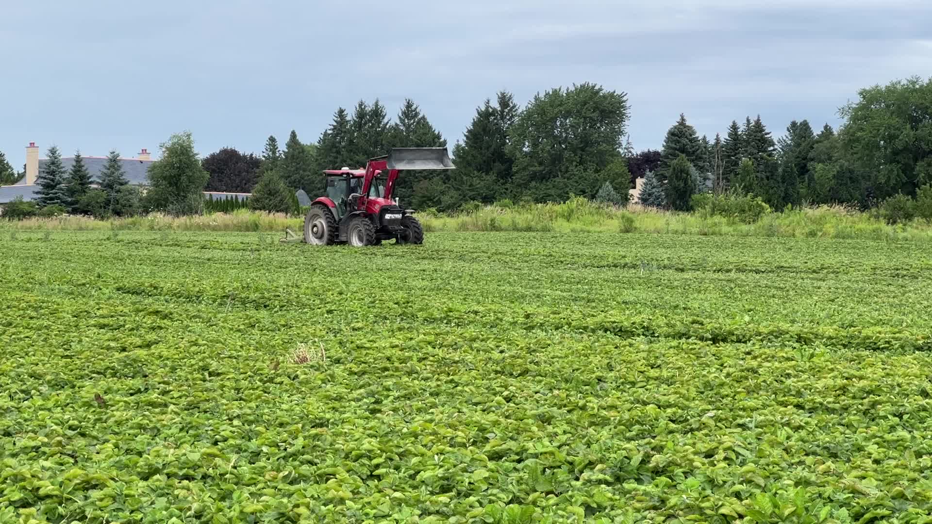 Strawberry farming in Canada