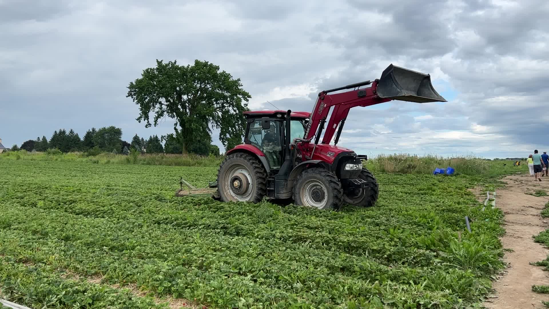 Strawberry farming in Canada