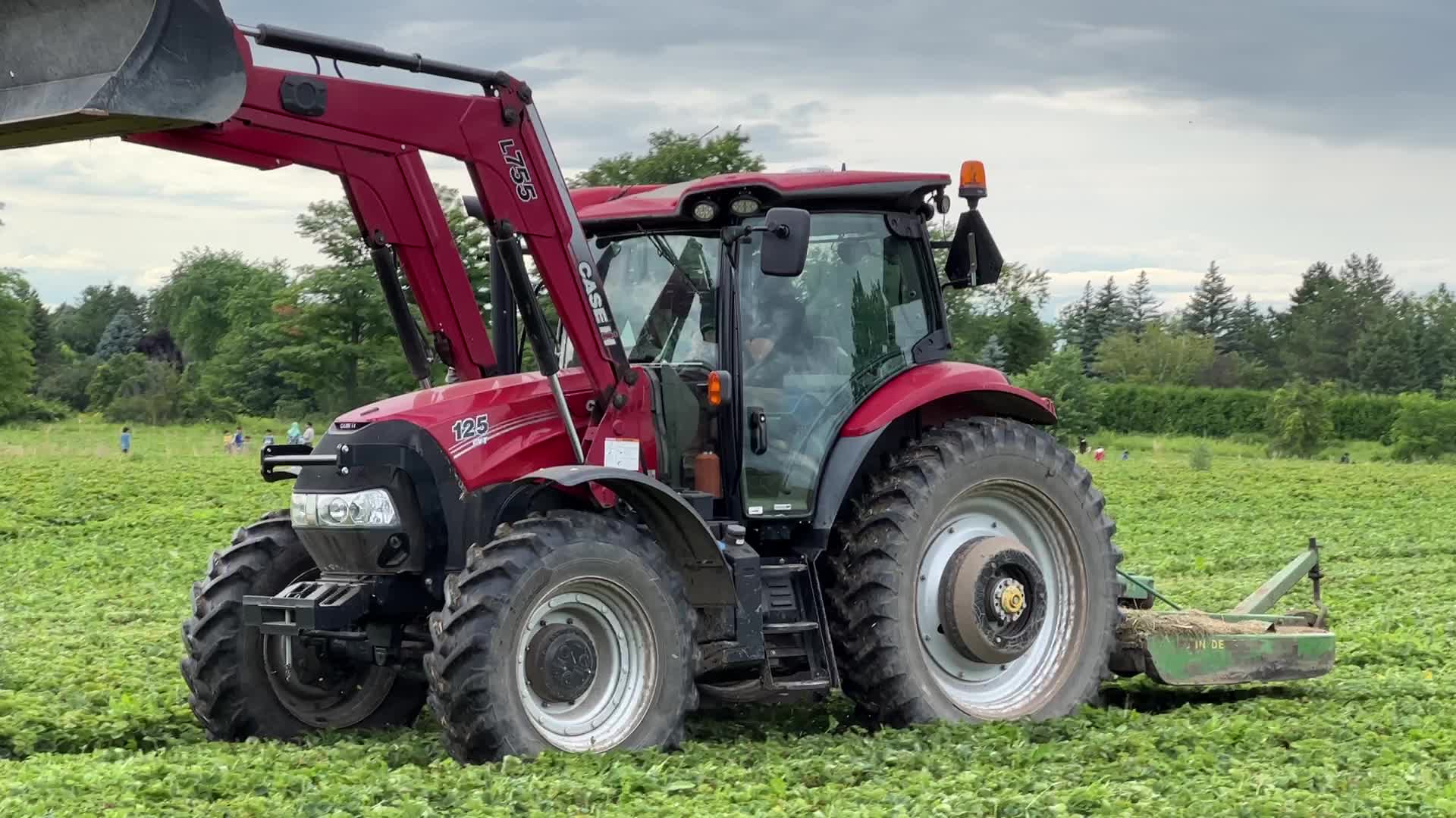 Strawberry farming in Canada