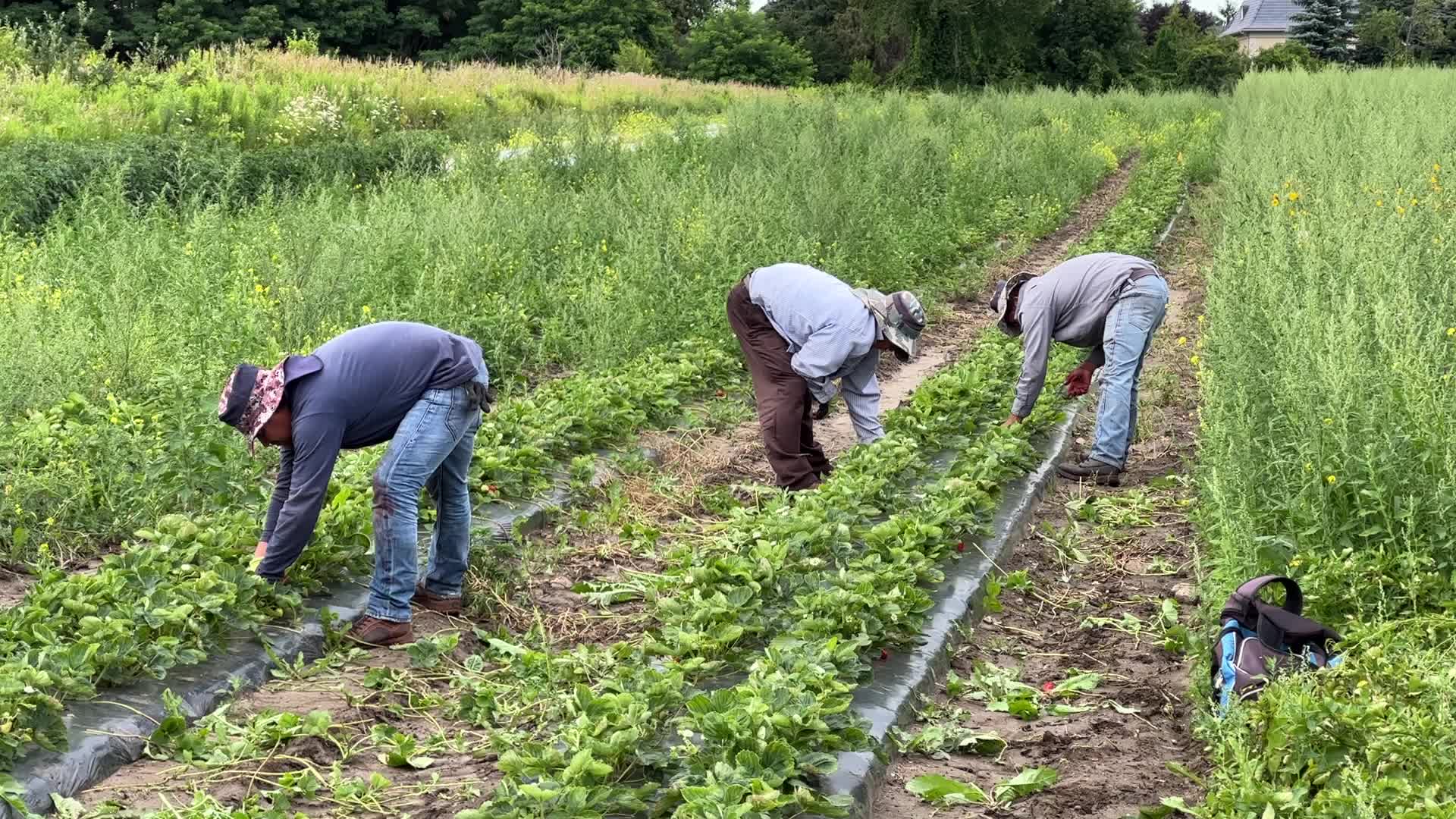 Strawberry farming in Canada