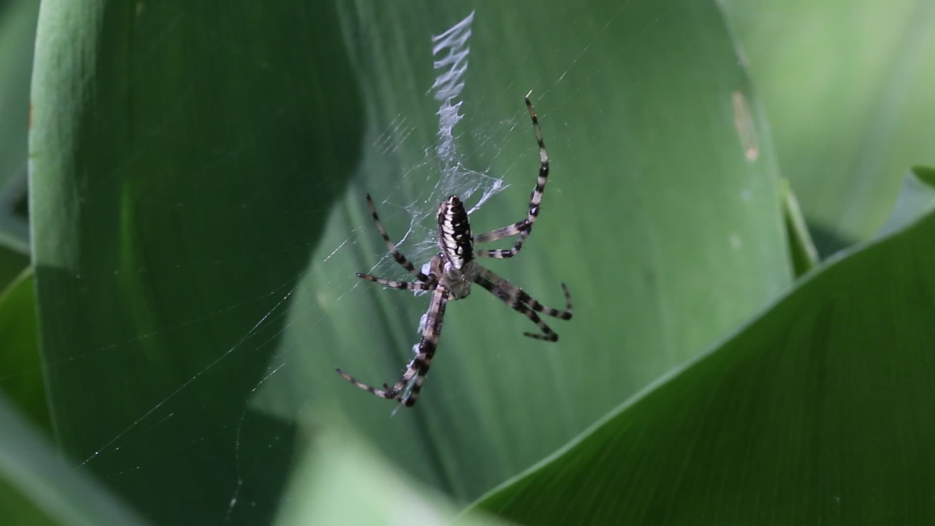 Black and yellow garden spider