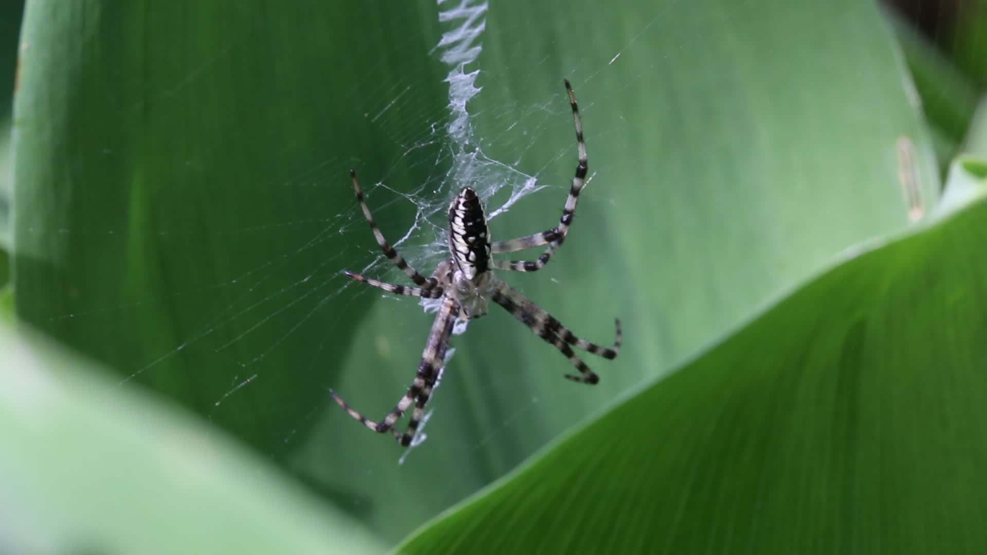 Black and yellow garden spider