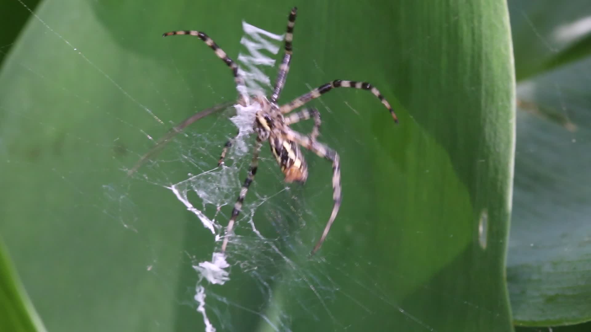 Black and yellow garden spider
