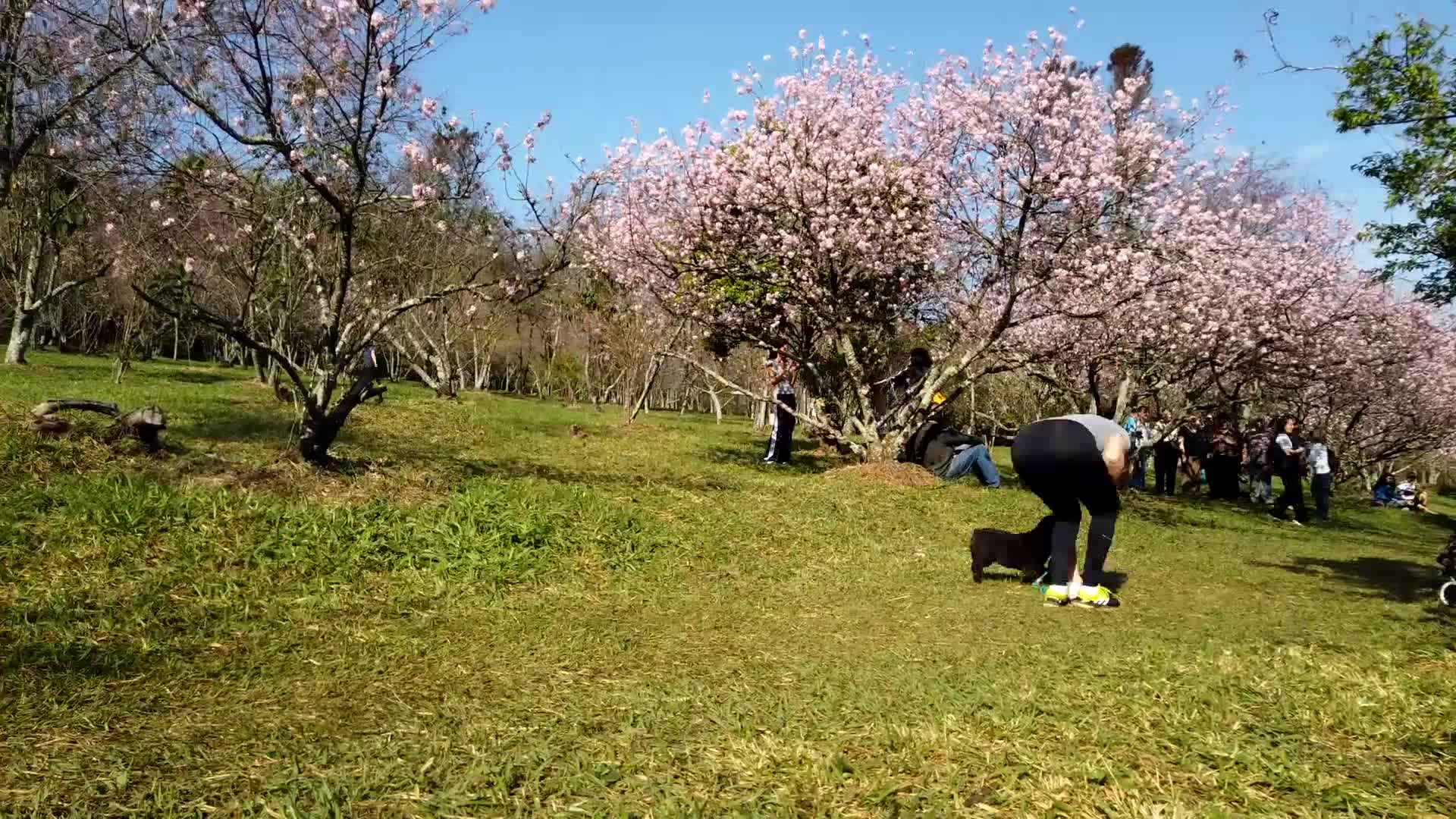 Cherry blossom bloom in Brazil