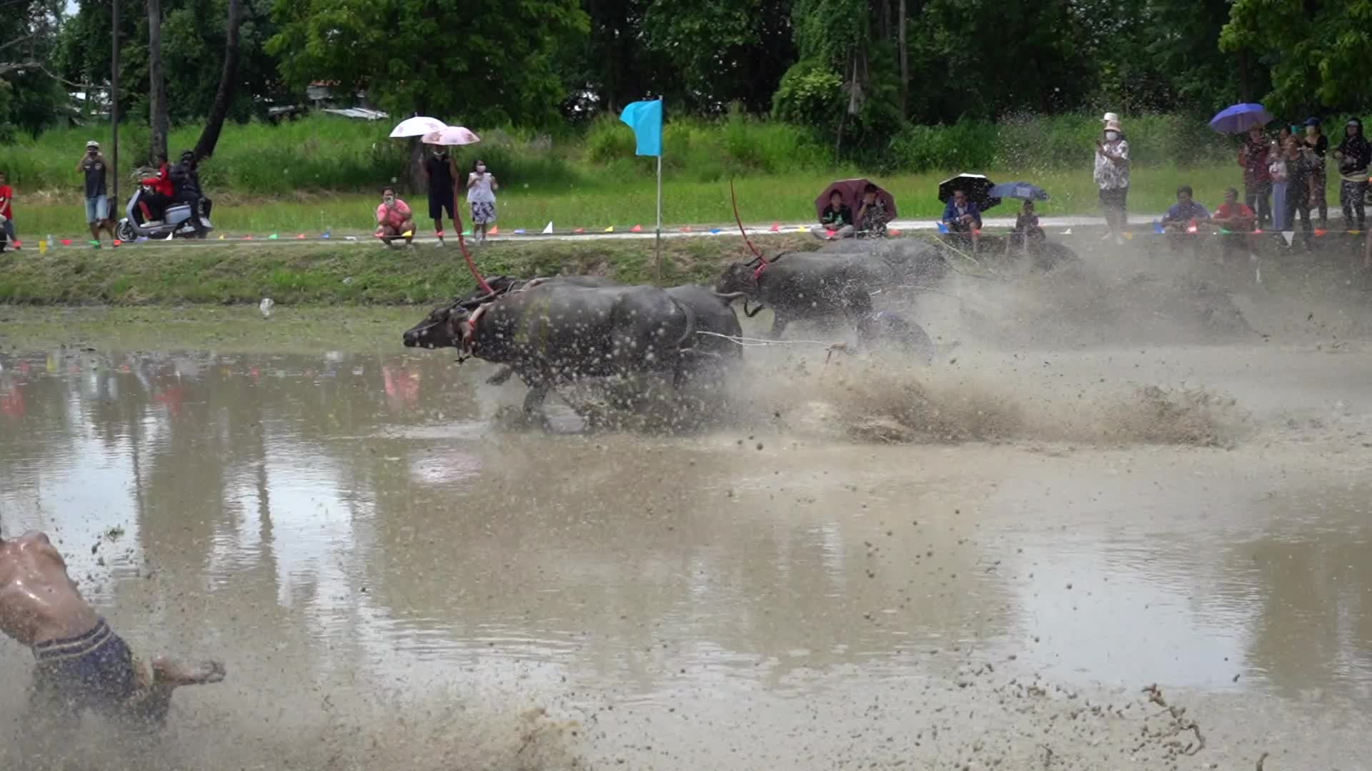 Water Buffalo Racing Festival 2023.