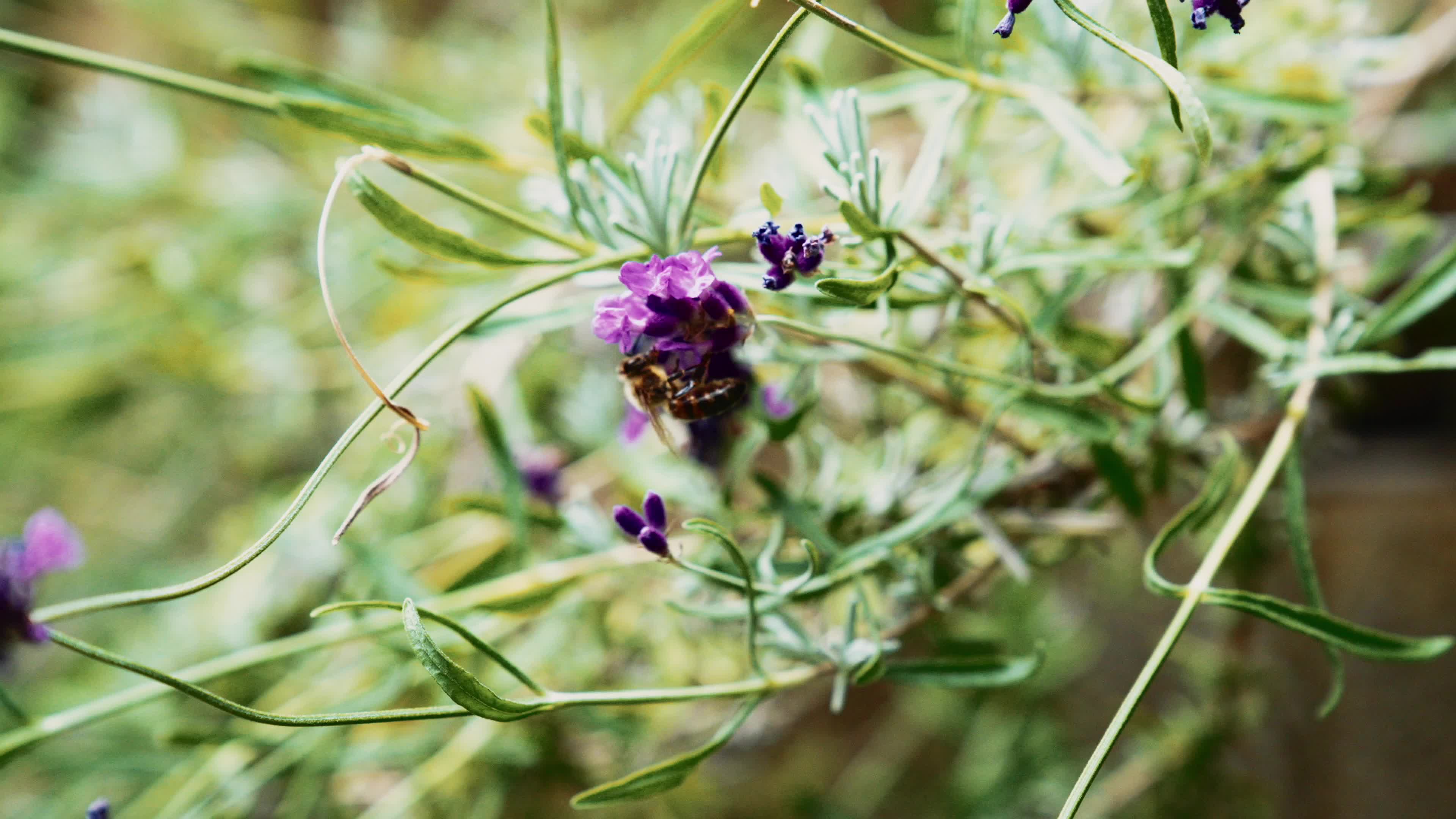 Bees foraging on lavender 