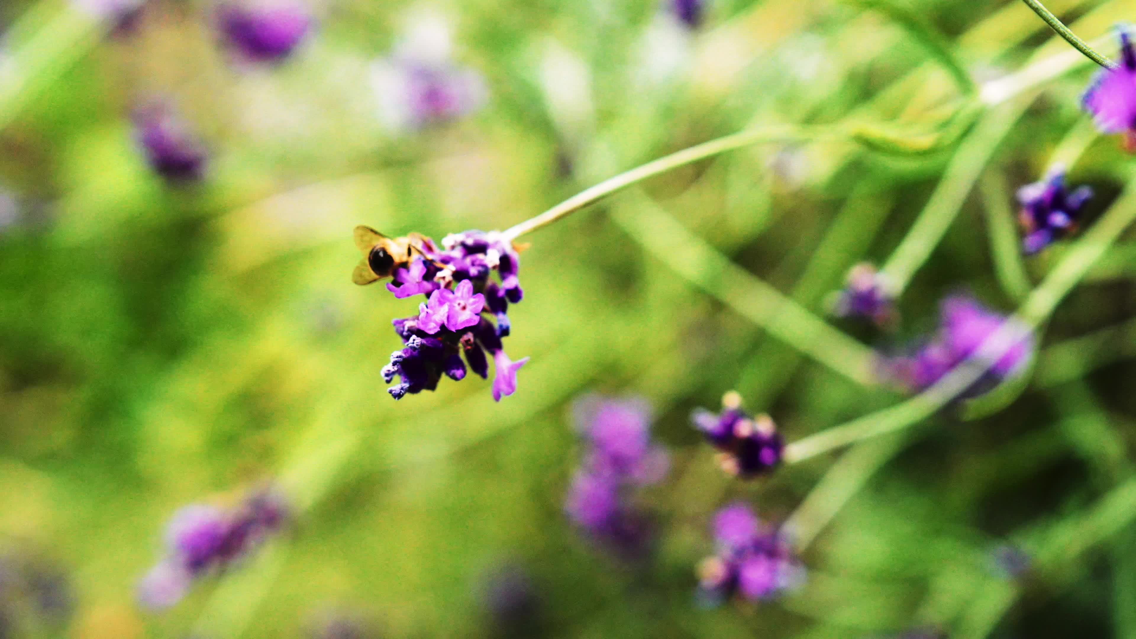 Bees foraging on lavender 