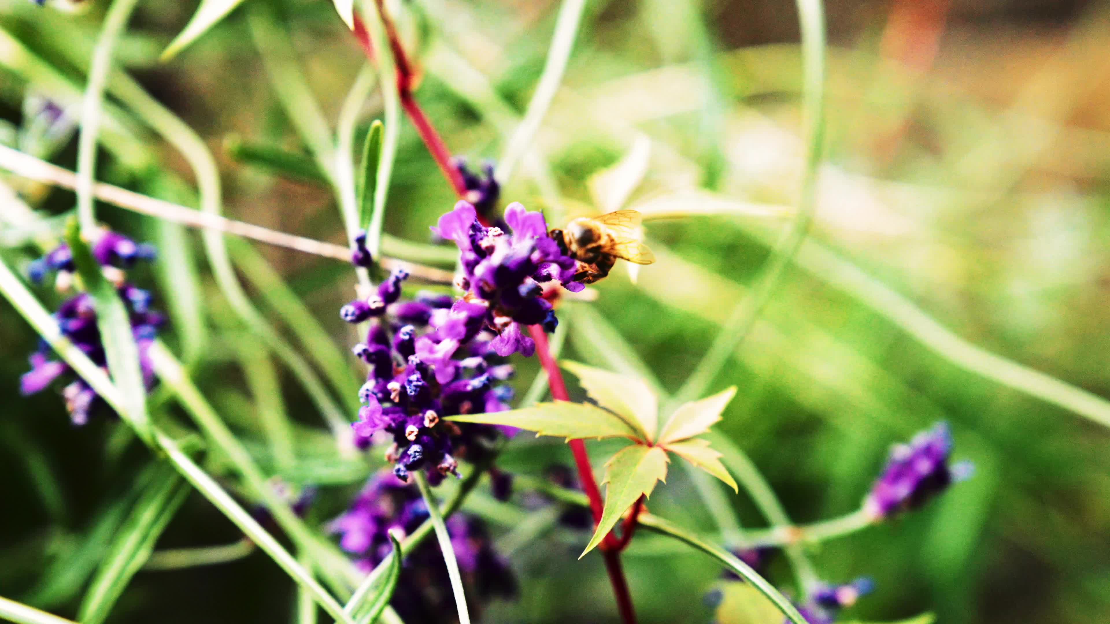 Bees foraging on lavender 